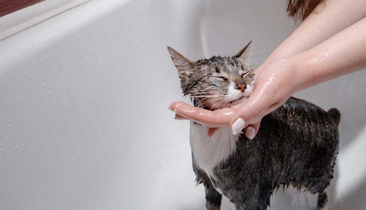 boldog macska mosakszik a fürdőszobában