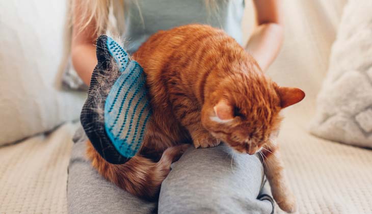macska kefélése kesztyűvel a háziállatok szőrének eltávolítására