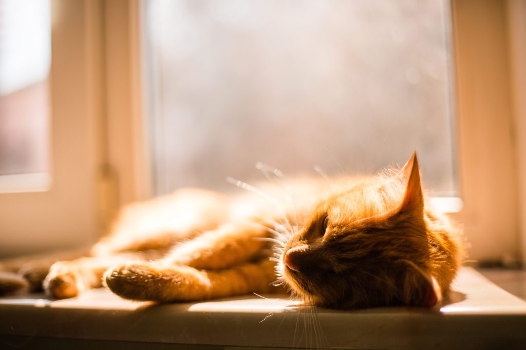 Emelkedő hőmérséklet és hőstressz háziállatoknál