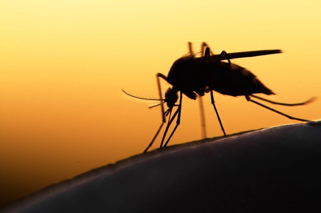 A szúnyogok az egész világon kellemetlenséget okoznak, különösen a meleg, nedves környezetben, például tavakban és mocsarakban.