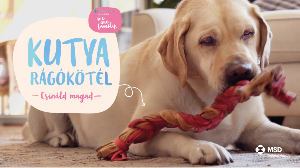 Készíts kötéljátékot a kutyádnak
