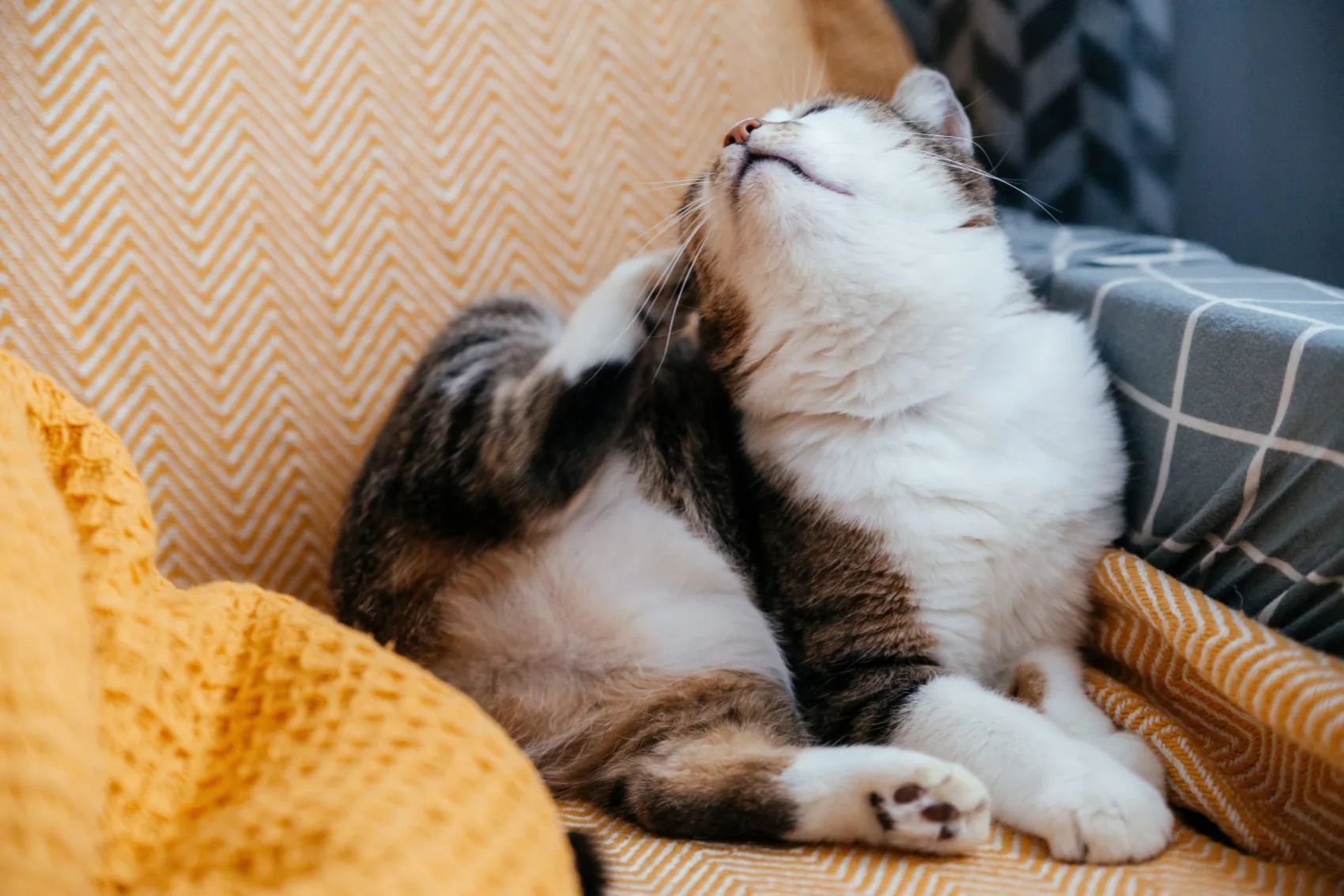 Egy szürke macska megvakarja magát egy mancsával, miközben a karosszékben ül.