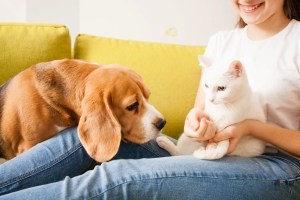 beagle és macska kisállat tulajdonossal