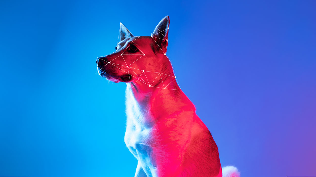 Minden, amit tudnod kell a Pet Tech-ről